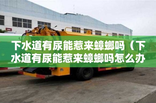 下水道有尿能惹來蟑螂嗎（下水道有尿能惹來蟑螂嗎怎么辦）