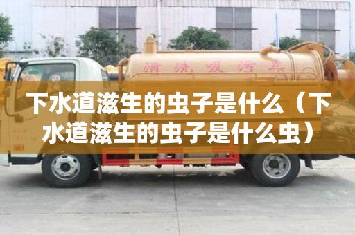 下水道滋生的蟲子是什么（下水道滋生的蟲子是什么蟲）
