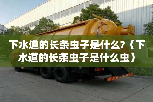 下水道的長條蟲子是什么?（下水道的長條蟲子是什么蟲）