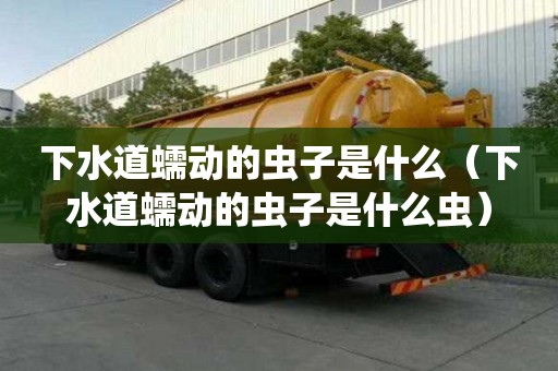 下水道蠕動的蟲子是什么（下水道蠕動的蟲子是什么蟲）