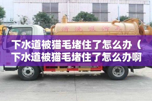 下水道被貓毛堵住了怎么辦（下水道被貓毛堵住了怎么辦啊）