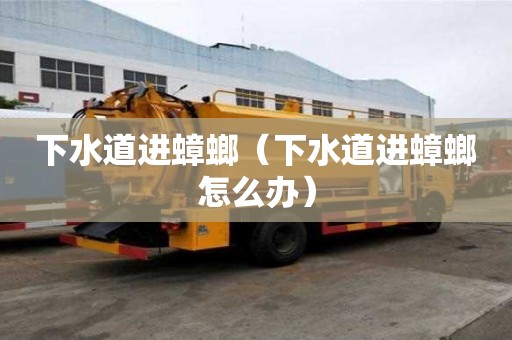 下水道進蟑螂（下水道進蟑螂怎么辦）
