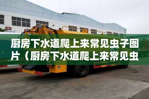 廚房下水道爬上來常見蟲子圖片（廚房下水道爬上來常見蟲子圖片大全）