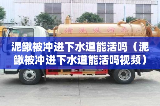泥鰍被沖進下水道能活嗎（泥鰍被沖進下水道能活嗎視頻）