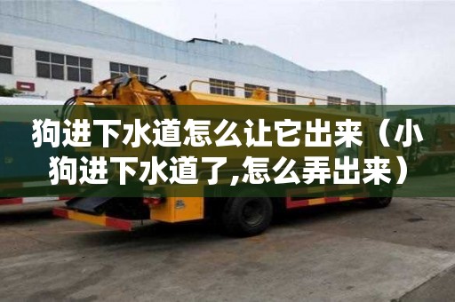 狗進(jìn)下水道怎么讓它出來（小狗進(jìn)下水道了,怎么弄出來）
