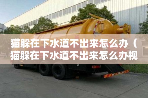 貓躲在下水道不出來(lái)怎么辦（貓躲在下水道不出來(lái)怎么辦視頻）