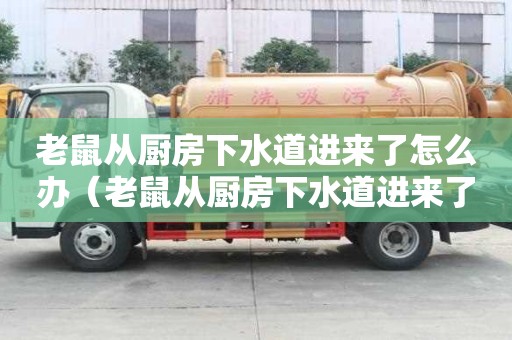老鼠從廚房下水道進來了怎么辦（老鼠從廚房下水道進來了怎么辦啊）