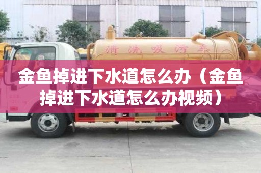 金魚掉進下水道怎么辦(金魚掉進下水道怎么辦視頻) 金魚掉進下水道怎么辦(金魚掉進下水道怎么辦視頻)
